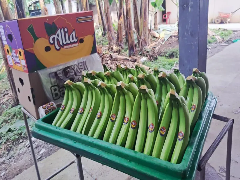 Bananas