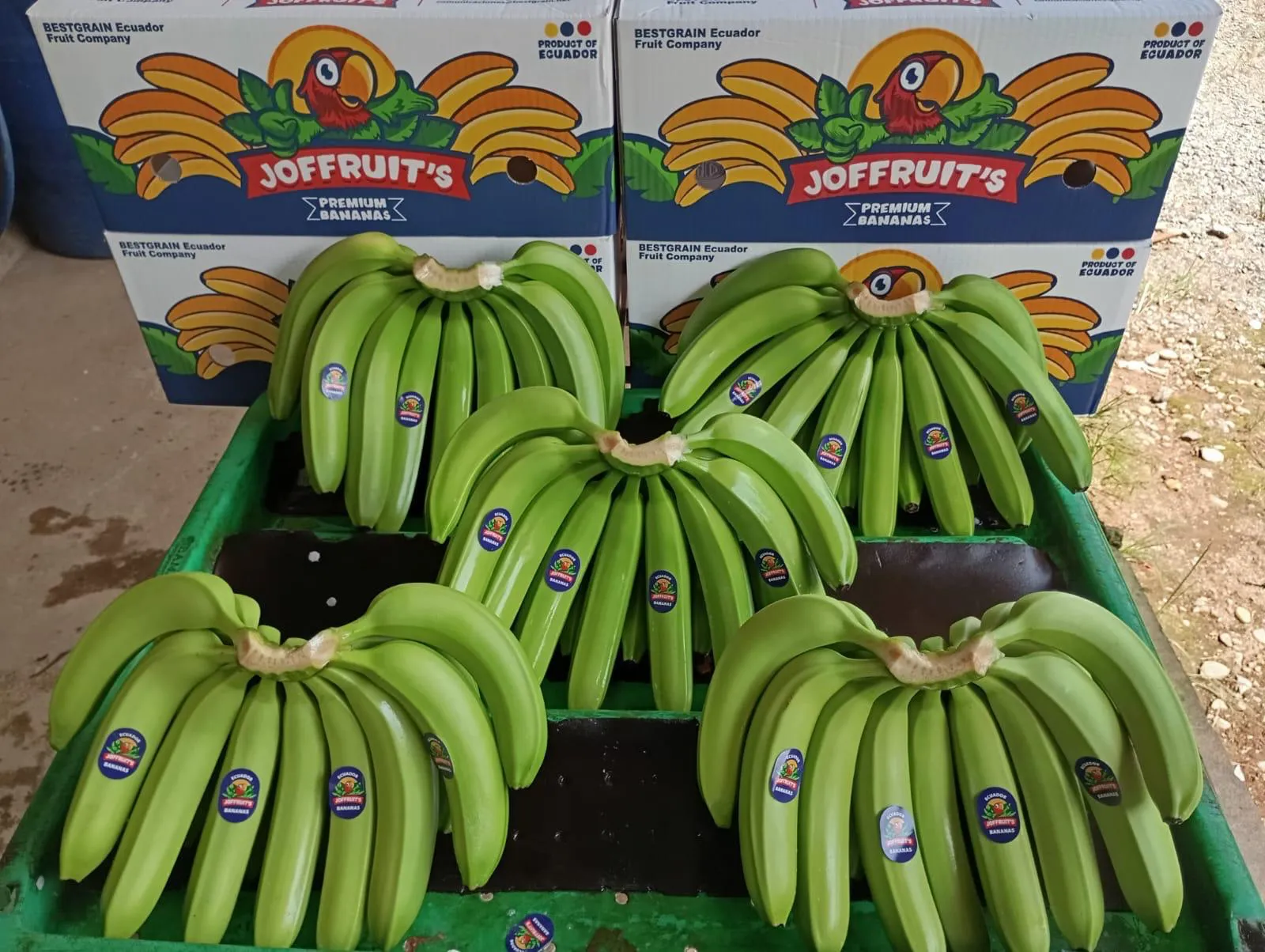 Cavendish bananas graded and boxed for export