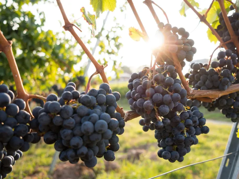 Grapes