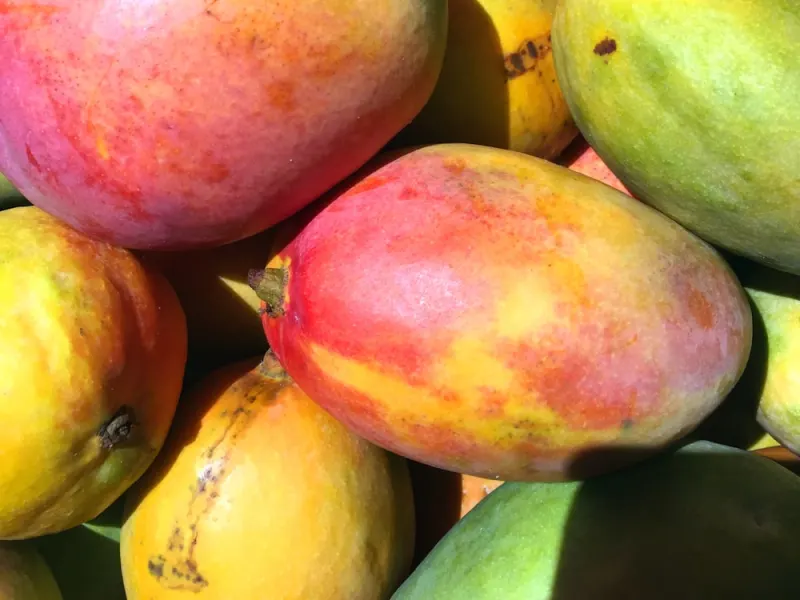 Mangoes