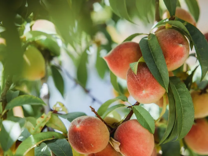 Stone Fruit
